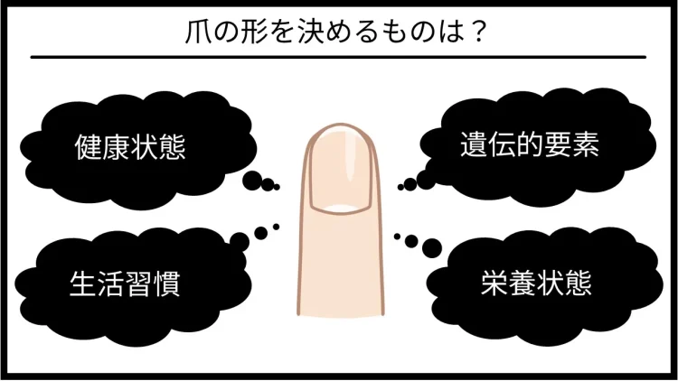 爪の形は遺伝だけでなく、栄養状態や健康状態、生活習慣などによって左右されます。